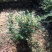 胡椒木七斤袋大量出售