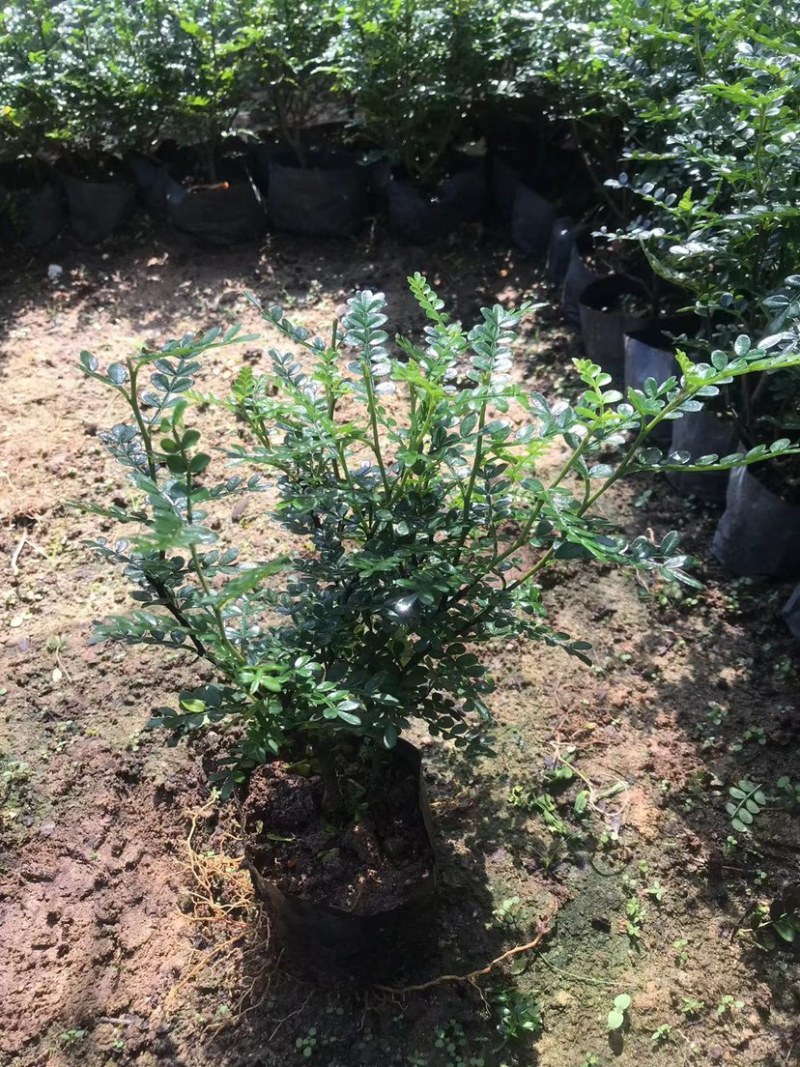 胡椒木七斤袋大量出售
