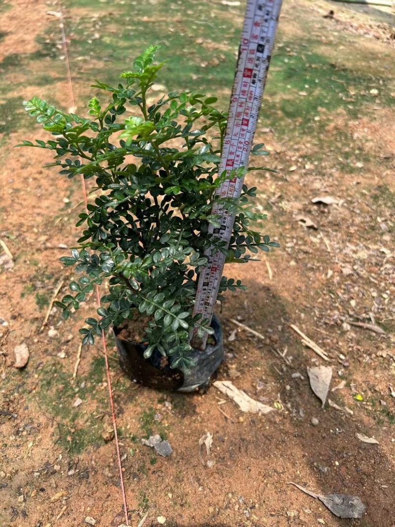 胡椒木七斤袋大量出售
