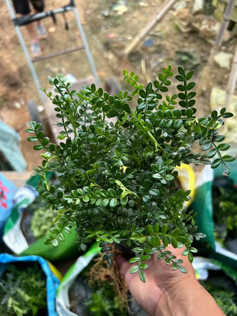 胡椒木七斤袋大量出售