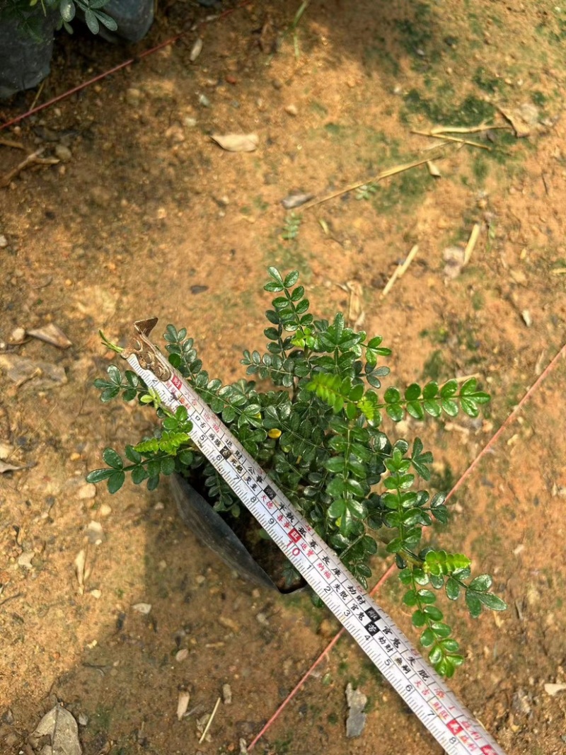胡椒木七斤袋大量出售
