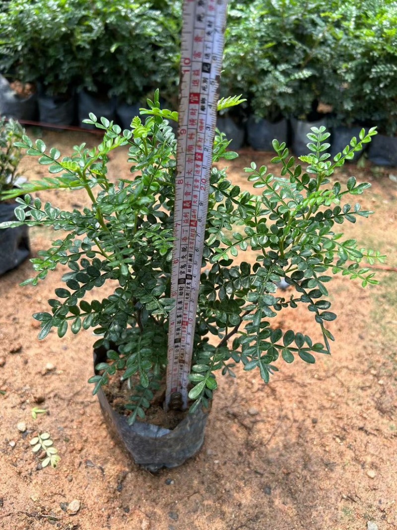 胡椒木七斤袋大量出售