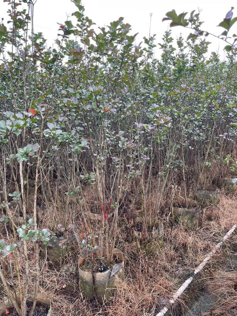 丛生小叶紫薇1.5米至3米大量广东普宁基地直供