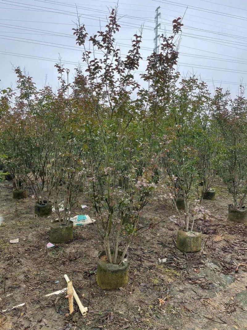 丛生小叶紫薇1.5米至3米大量广东普宁基地直供