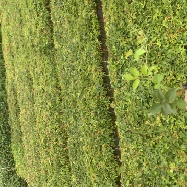 大量小袋爬墙虎广东普宁基地直供