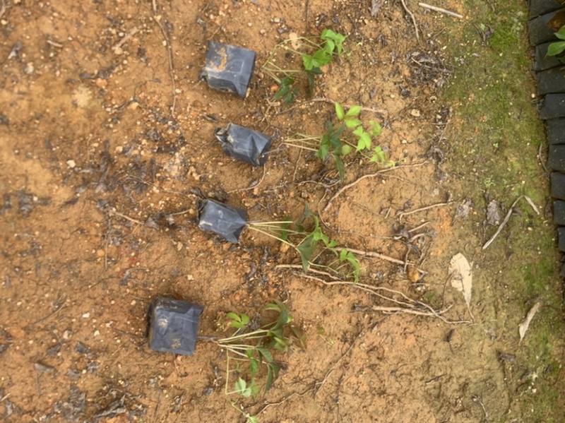 大量小袋爬墙虎广东普宁基地直供