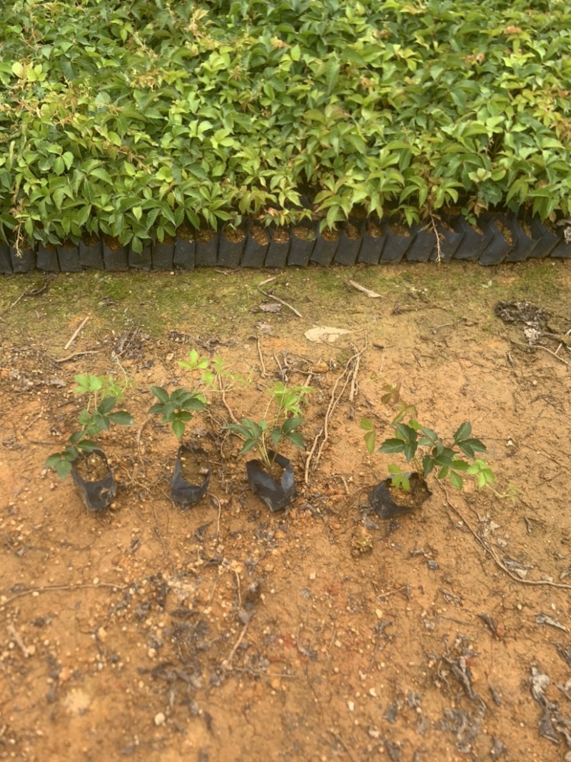 大量小袋爬墙虎广东普宁基地直供