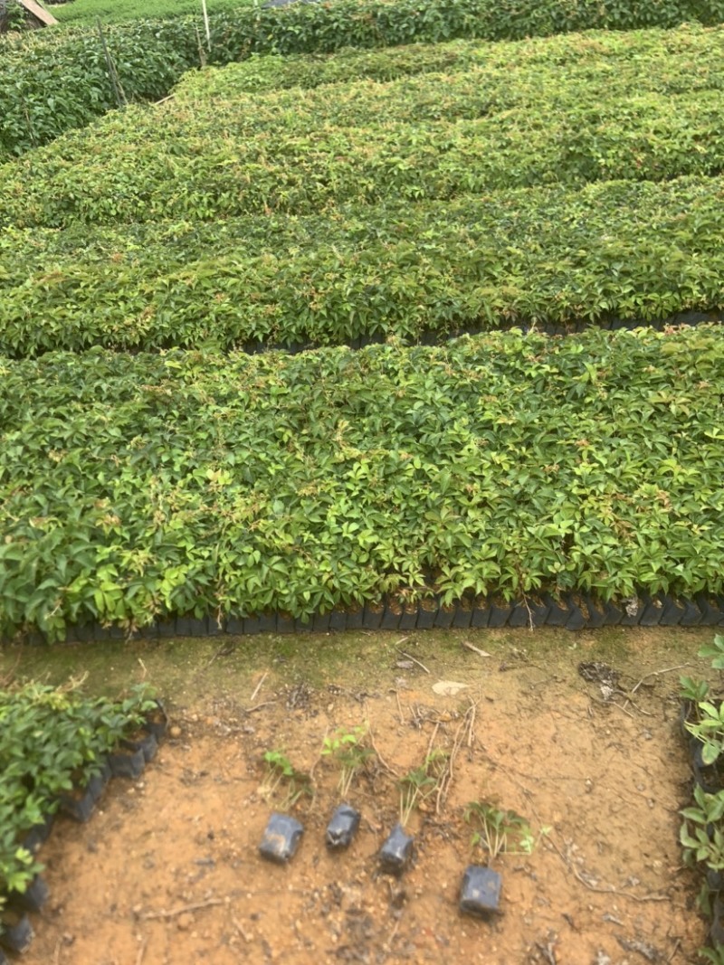 大量小袋爬墙虎广东普宁基地直供