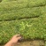 大量小袋爬墙虎广东普宁基地直供