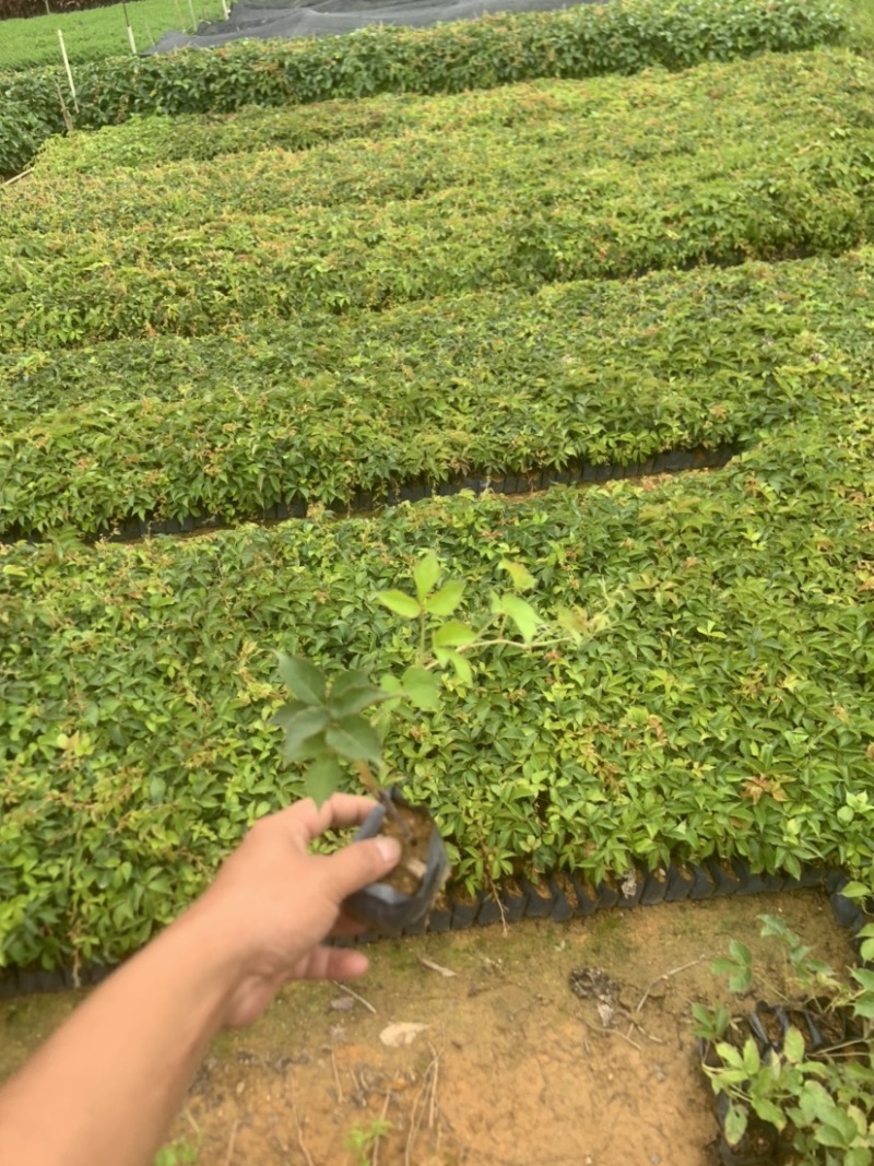 大量小袋爬墙虎广东普宁基地直供