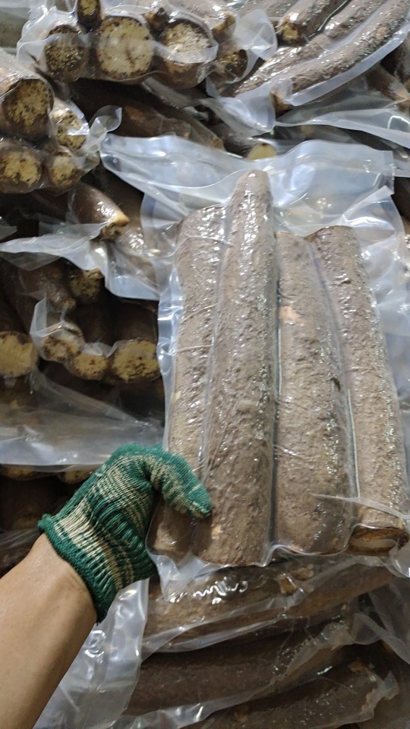广西糯米面包黄肉黄金木薯黄心木薯，板栗木薯产地批发价供应