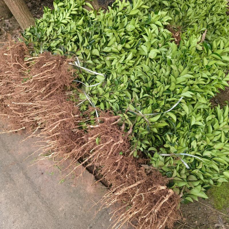 嫁接药枳壳苗，基地直供，大量出售，可回收果子。