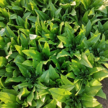 油麦菜