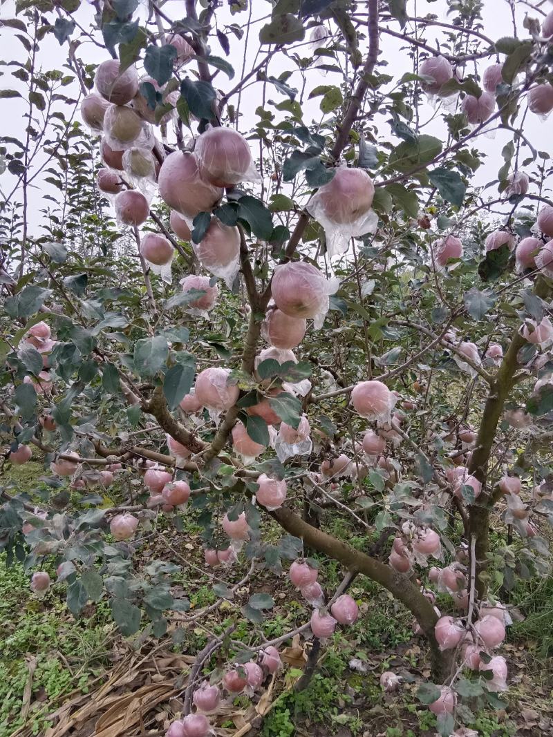 膜代红富士苹果大一量有货