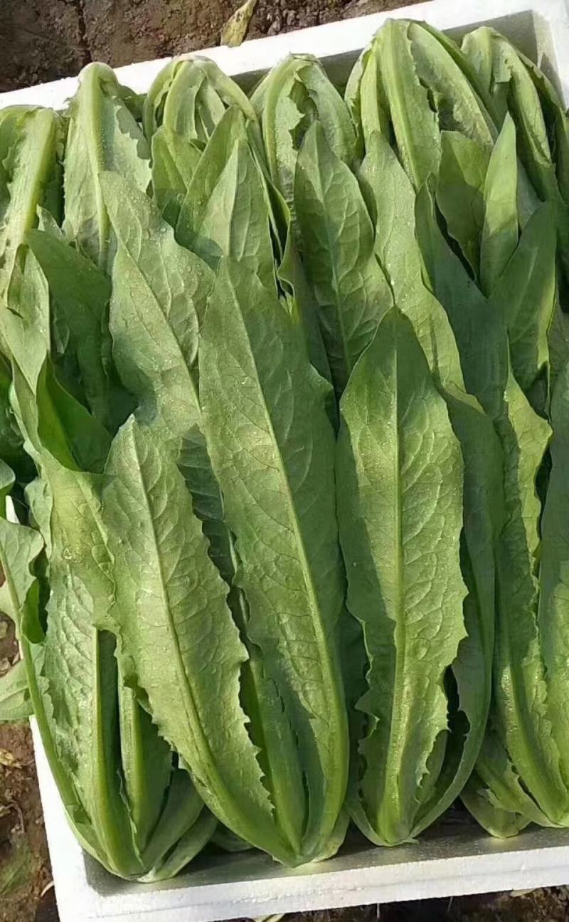 油麦菜