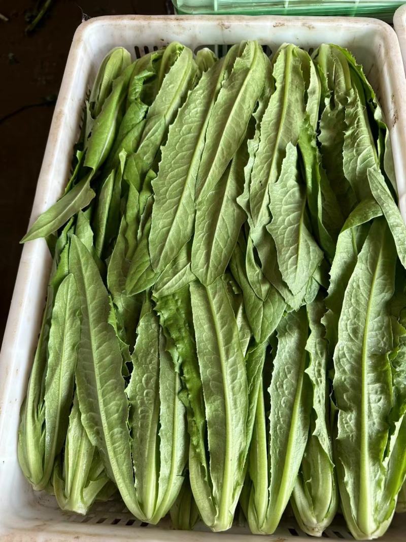 油麦菜