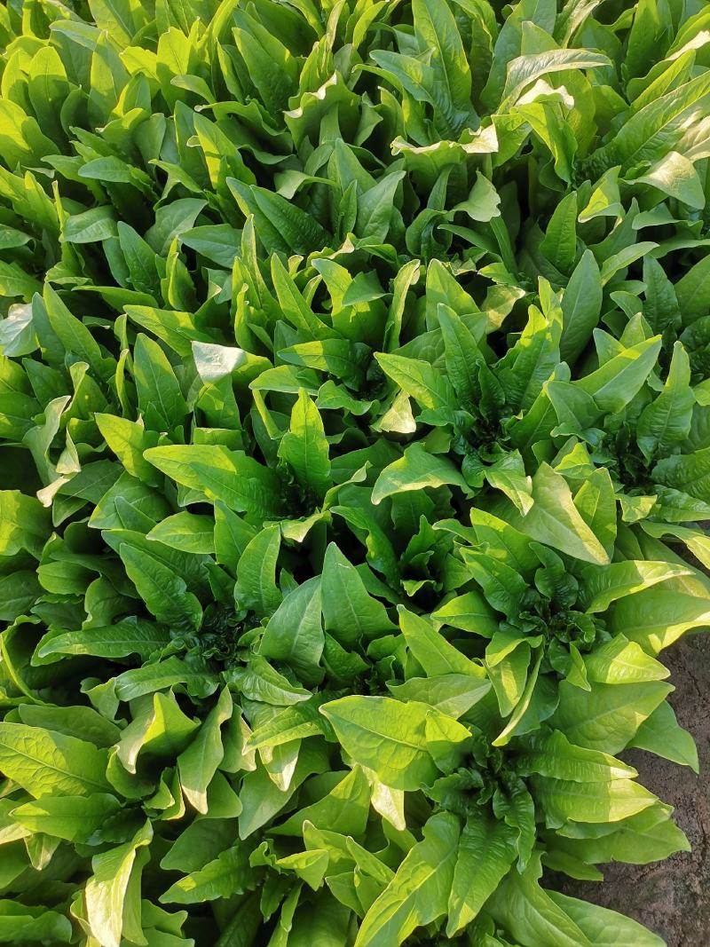 油麦菜