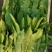 油麦菜
