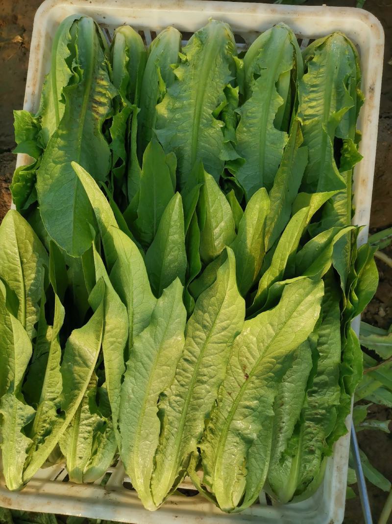 油麦菜