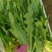 油麦菜