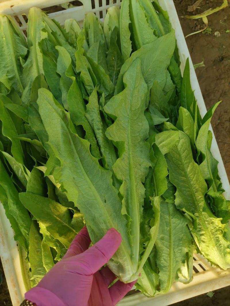 油麦菜