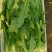 油麦菜