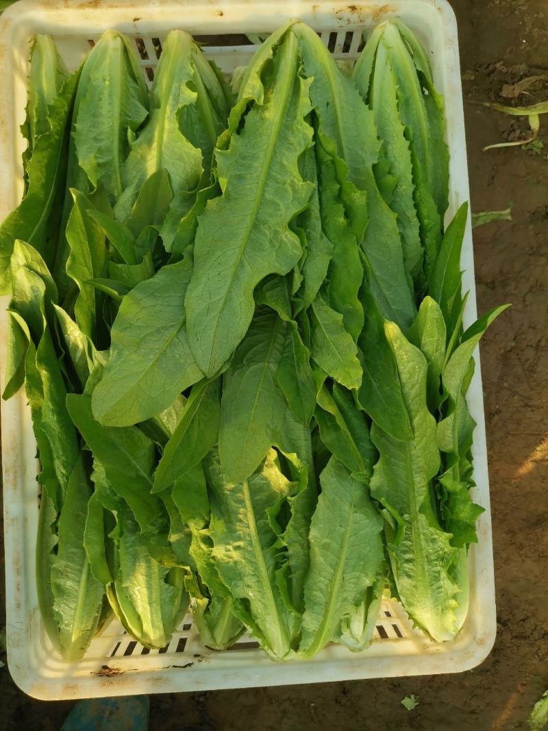 油麦菜