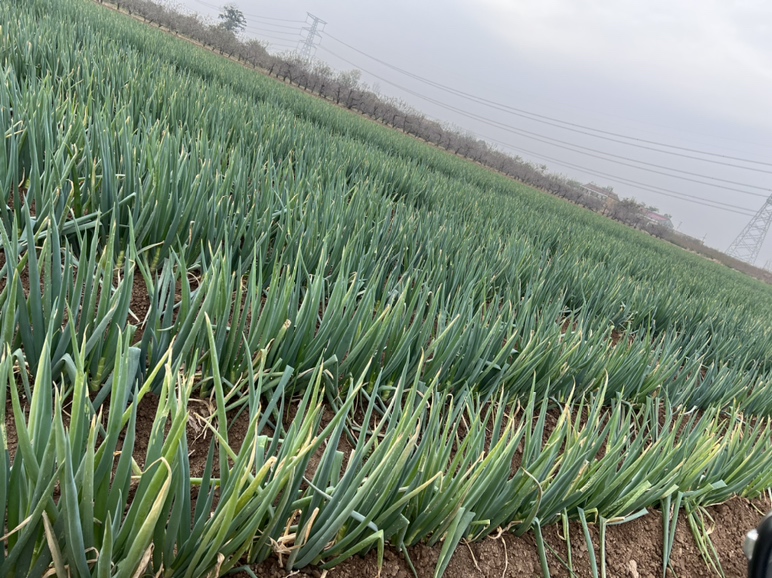 铁杆大葱的植株形态