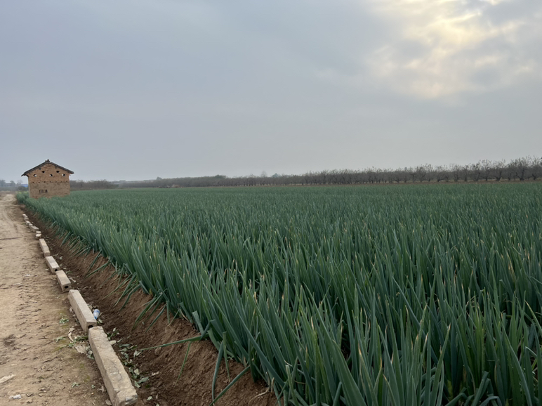 铁杆大葱田间生长实景
