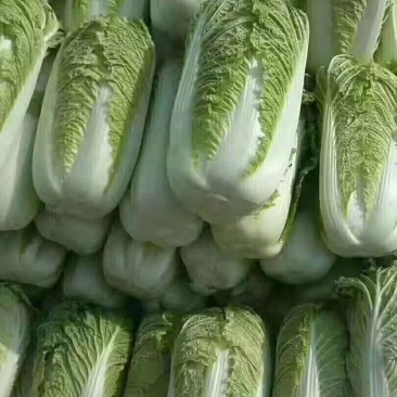 黄心大白菜