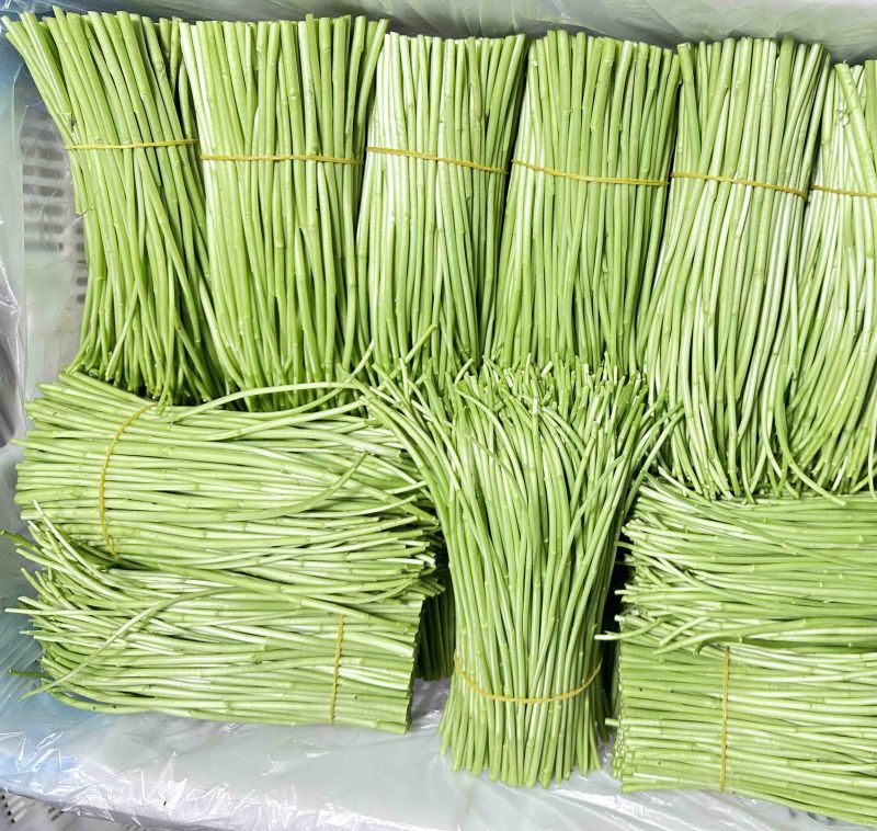 精品黎蒿需要的老板请下单