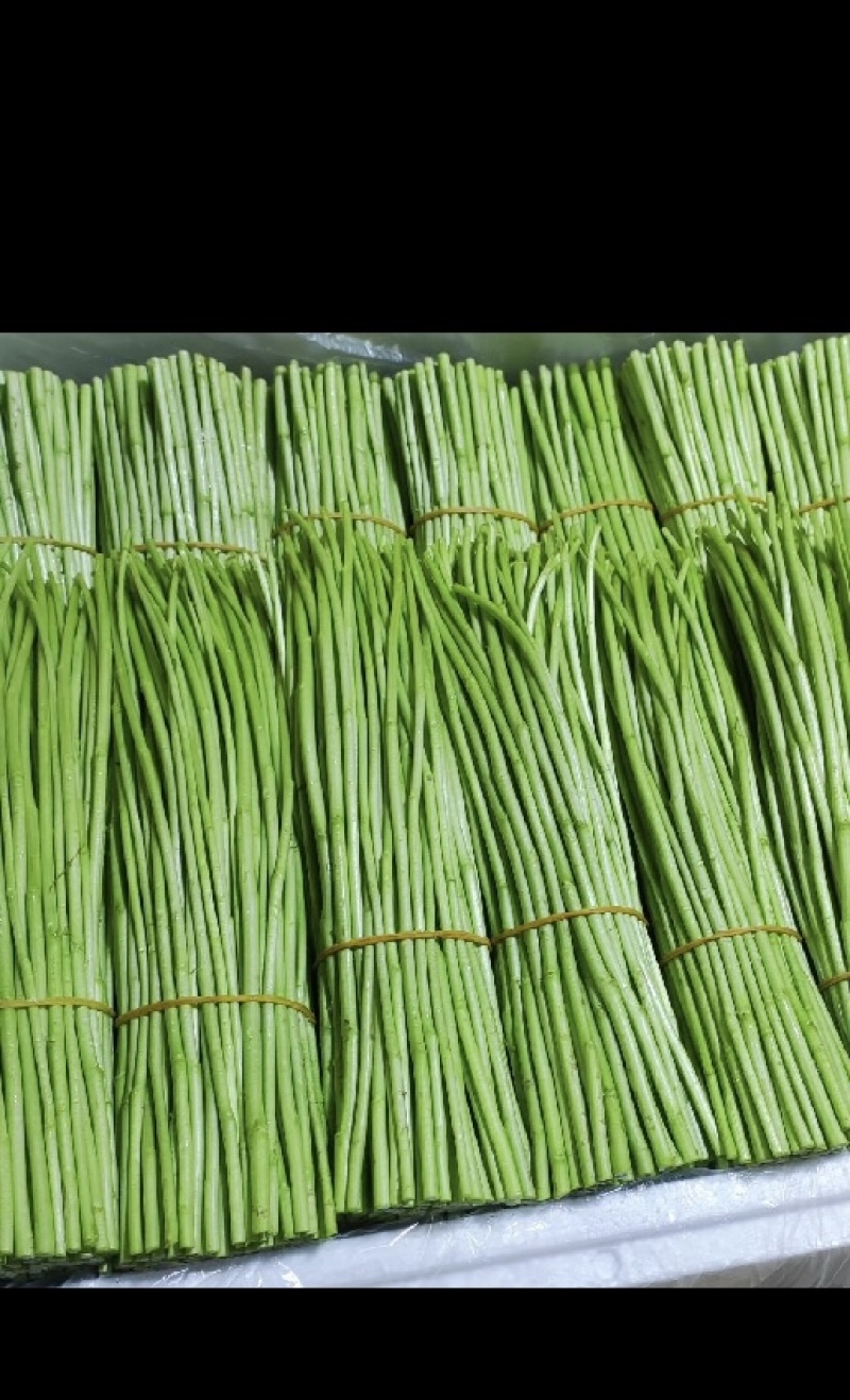精品黎蒿需要的老板请下单