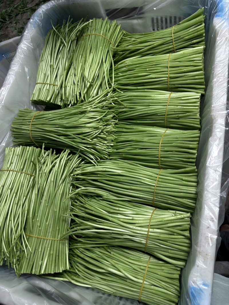 精品黎蒿需要的老板请下单