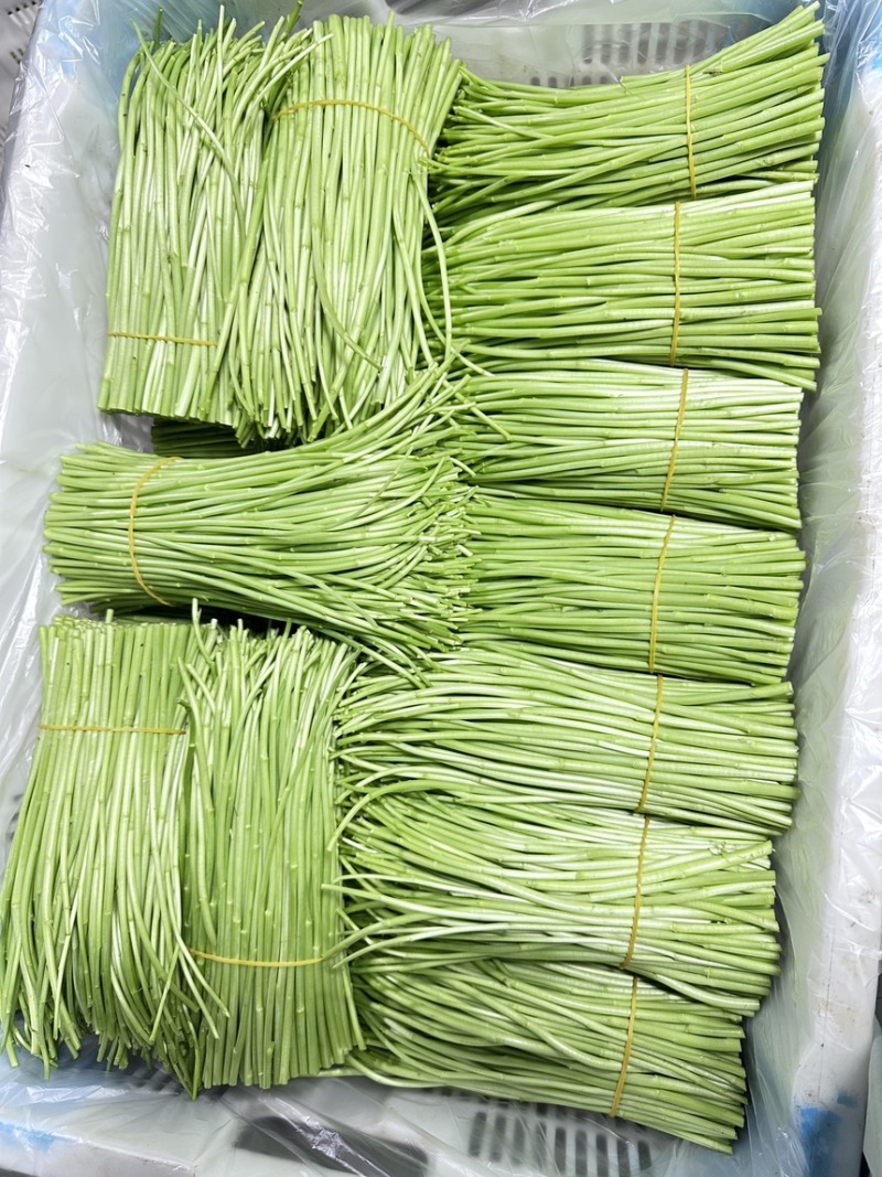 精品黎蒿需要的老板请下单