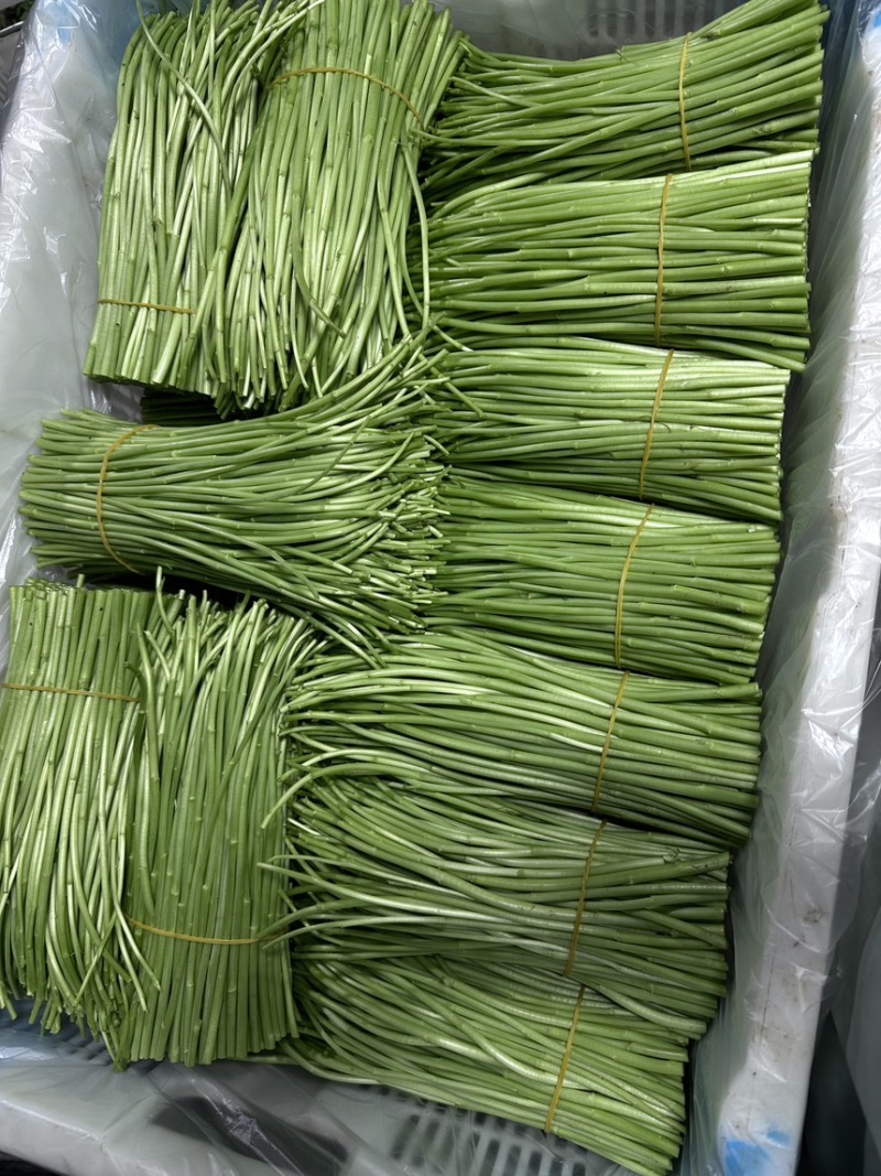 精品黎蒿需要的老板请下单