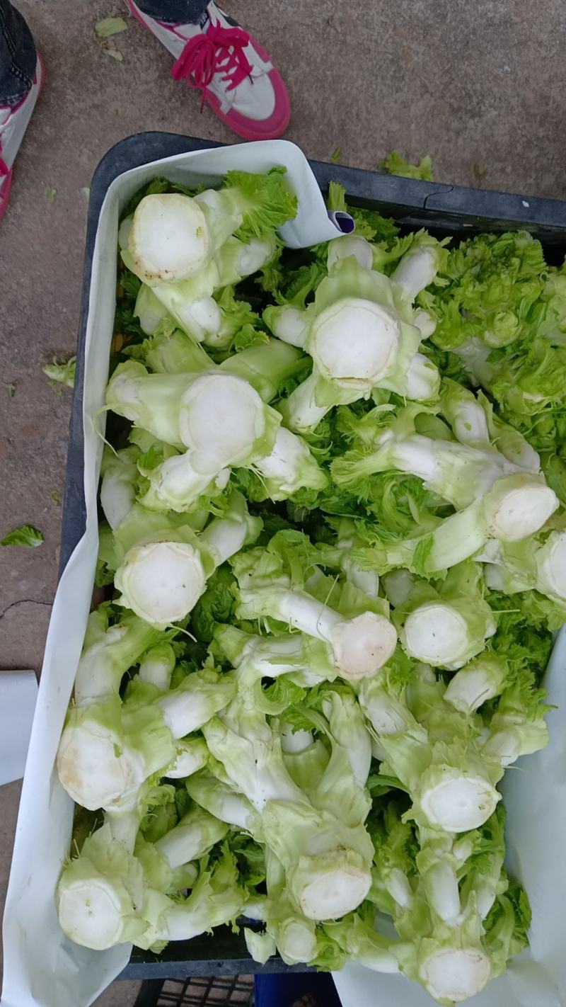 儿菜