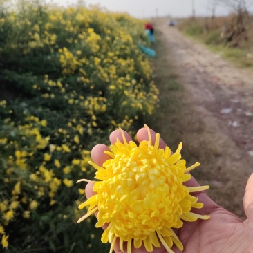 金丝皇菊统货五吨