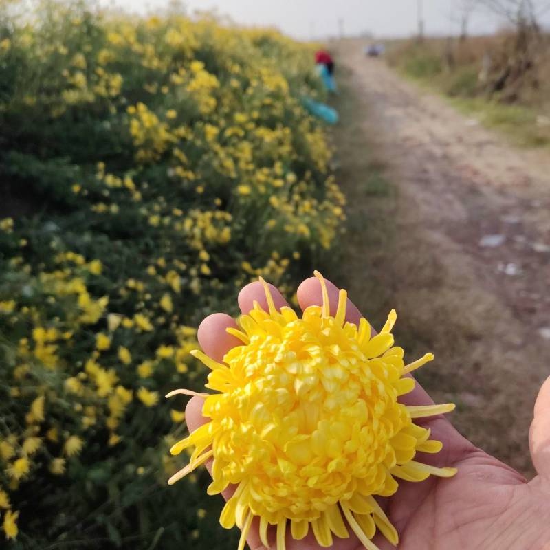 金丝皇菊统货五吨