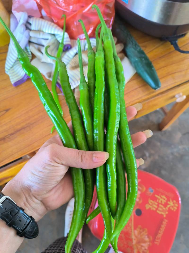 广东8号线鲜辣椒大量上市，产地货源，价格便宜欢迎来电