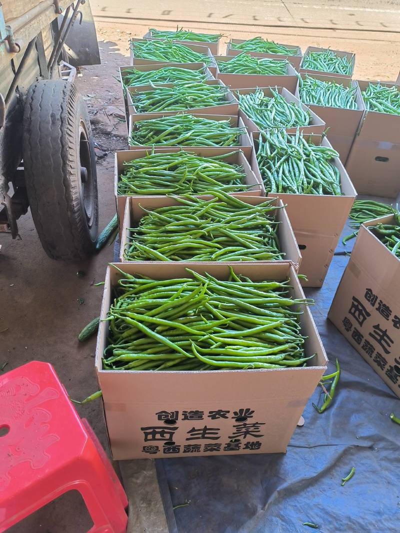 广东8号线鲜辣椒大量上市，产地货源，价格便宜欢迎来电