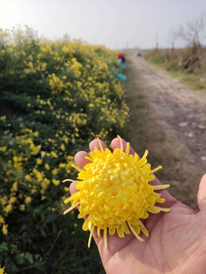 金丝皇菊统货五吨