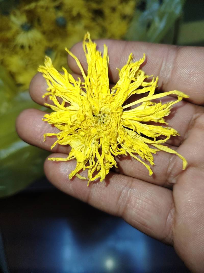 金丝皇菊统货五吨