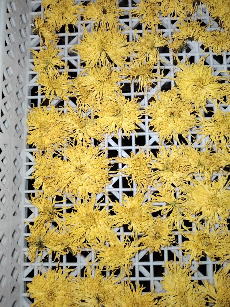 金丝皇菊统货五吨