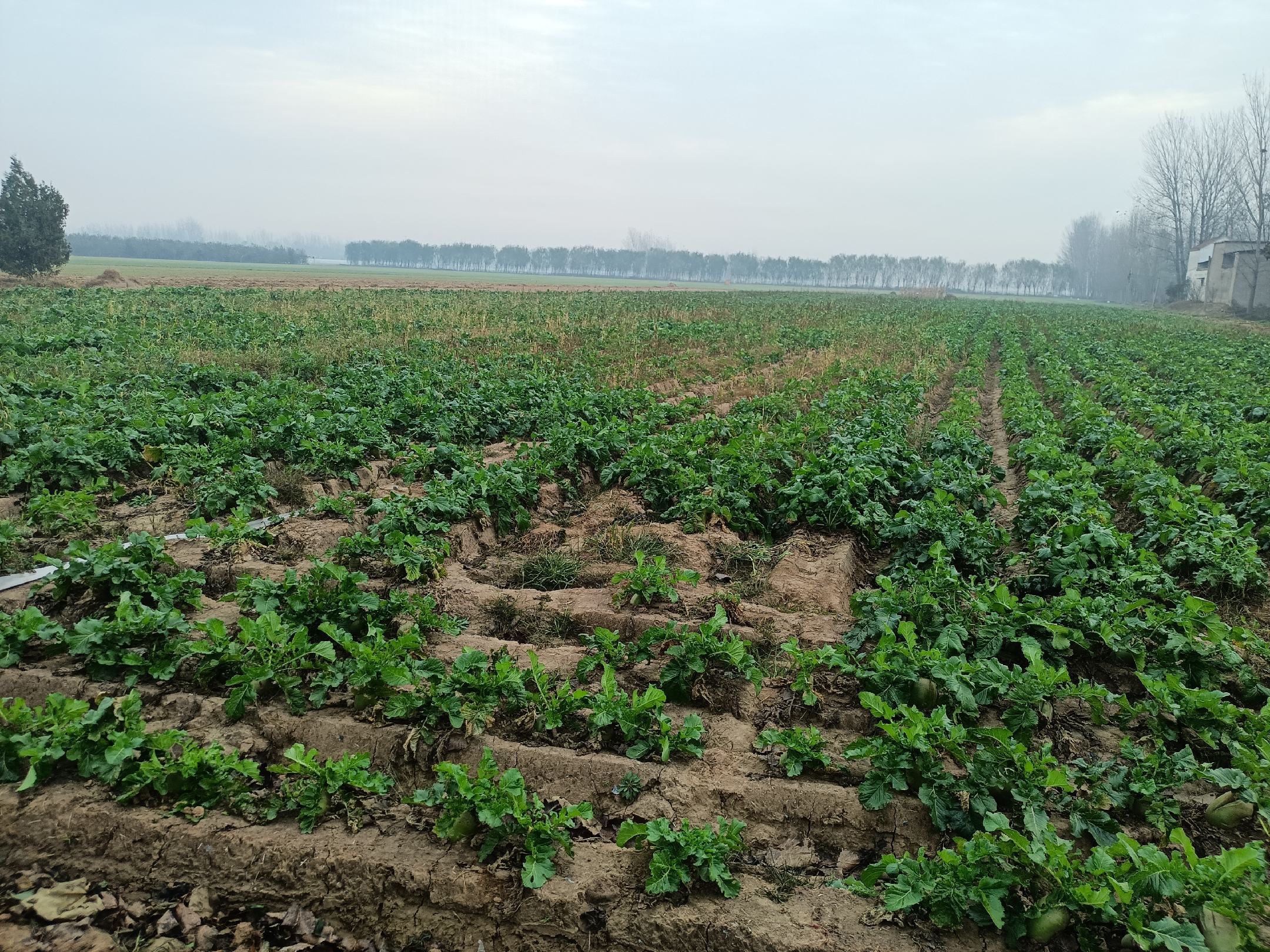 水果萝卜田间种植图