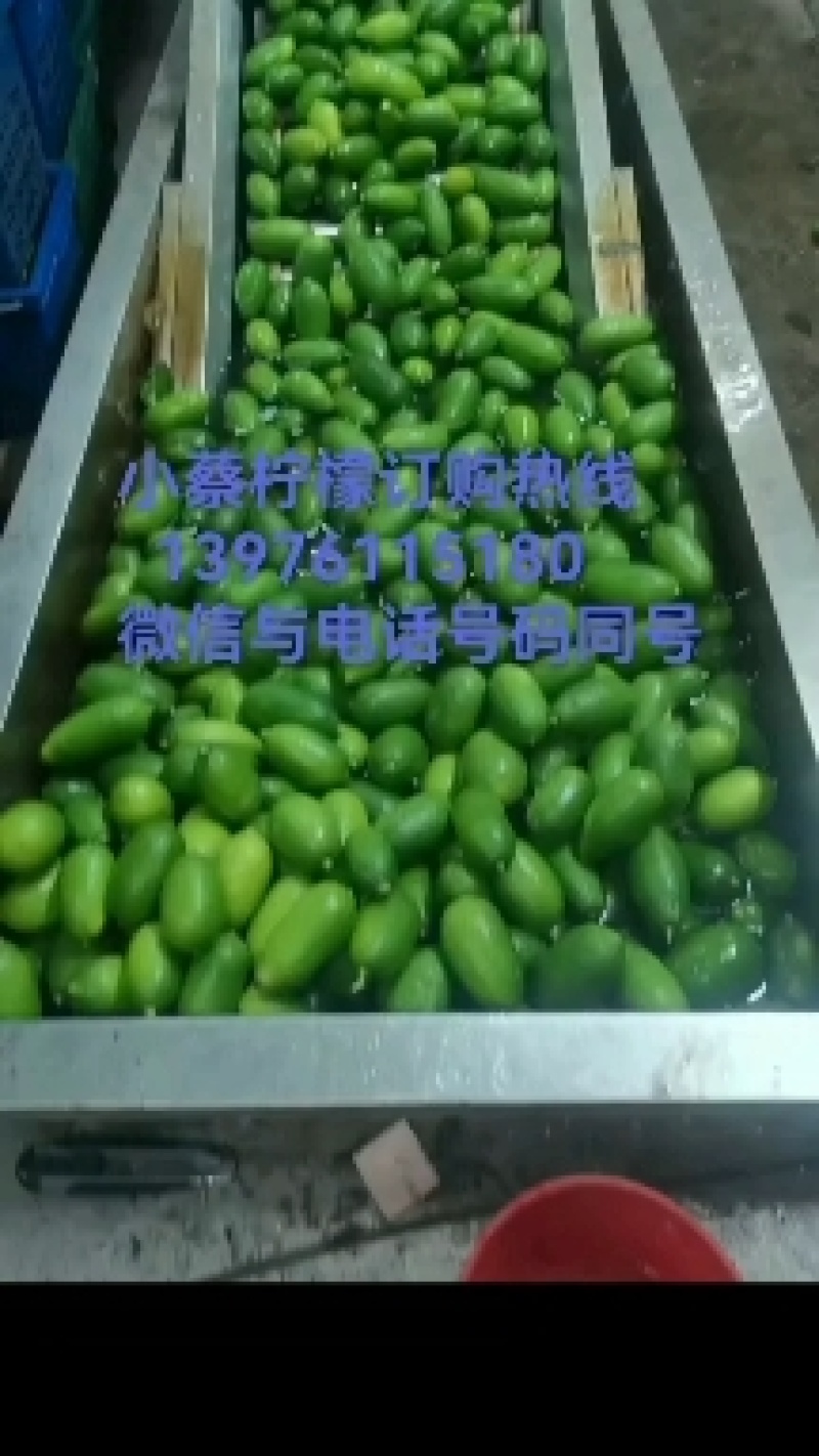 香水柠檬75~2.6两