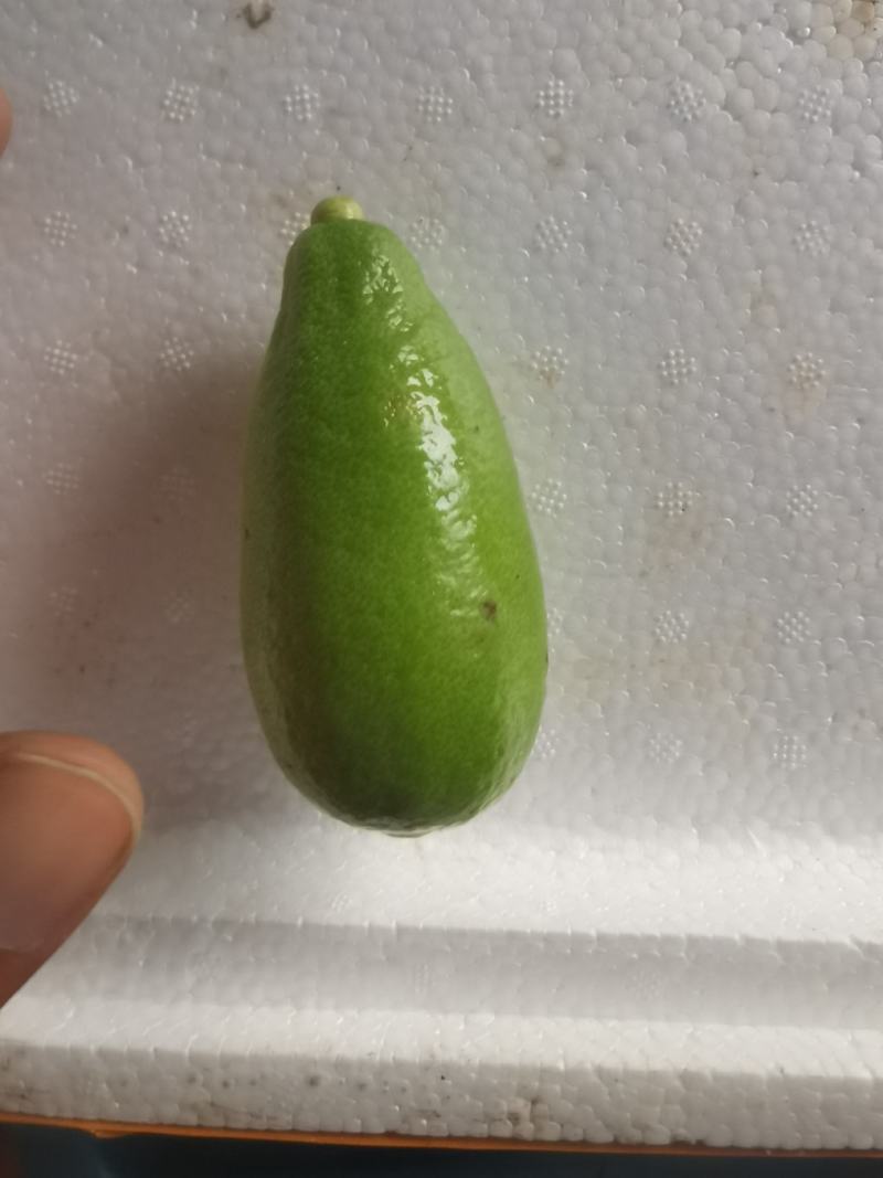 香水柠檬75~2.6两