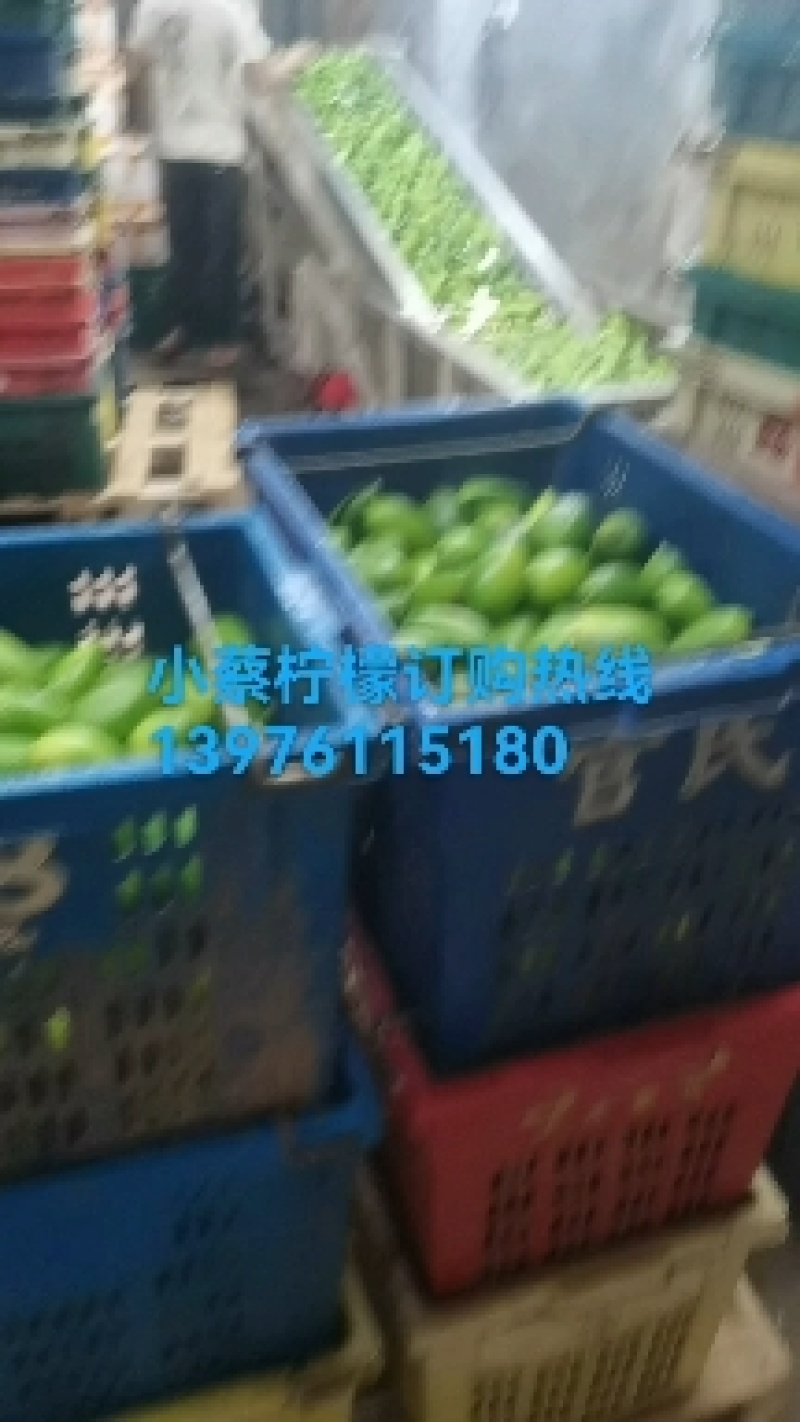 香水柠檬75~2.6两