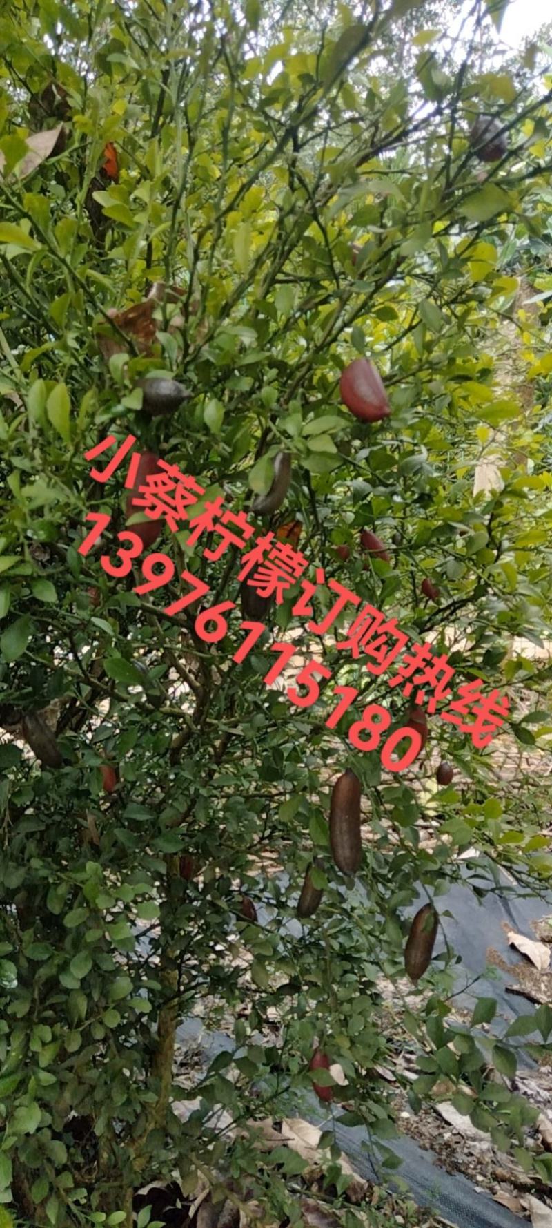 香水柠檬75~2.6两