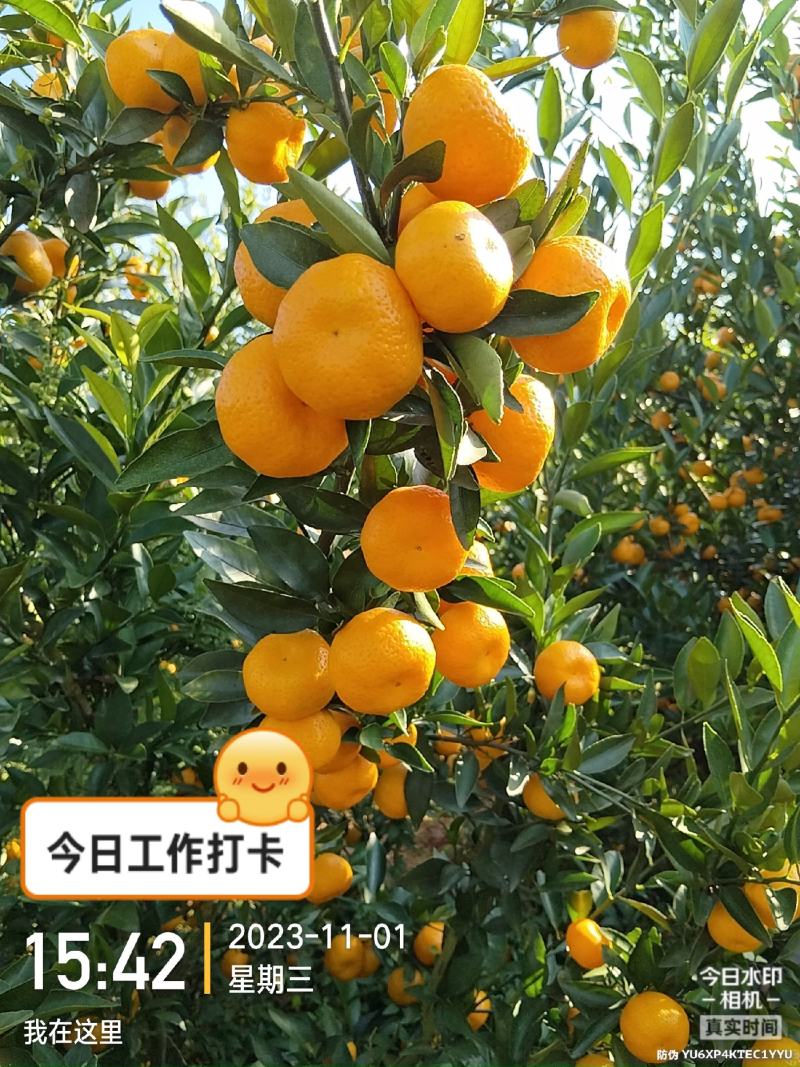 精品南丰蜜橘，
