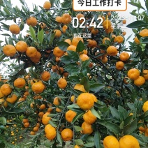 精品南丰蜜橘，